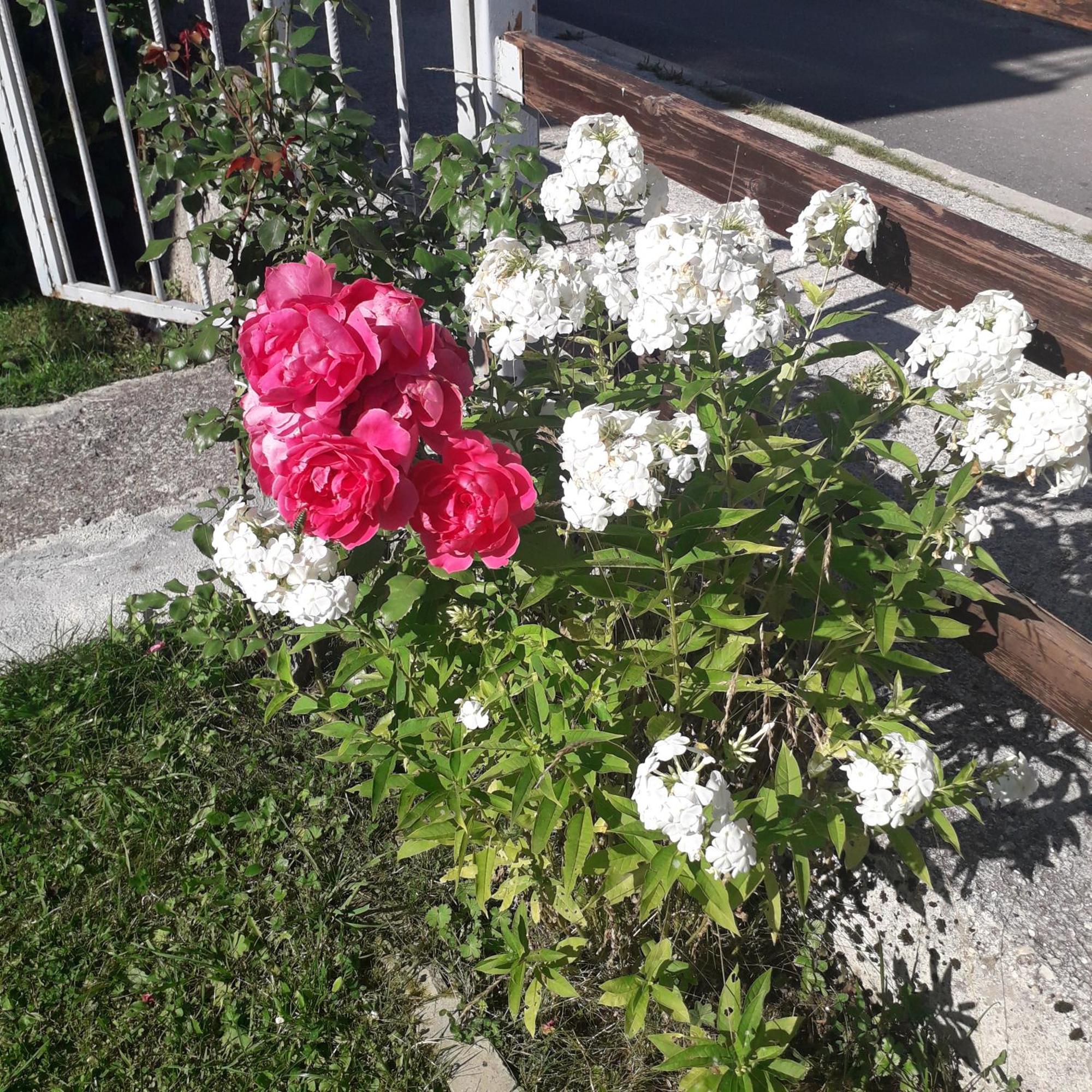 Guesthouse Andrea A 자블야크 외부 사진